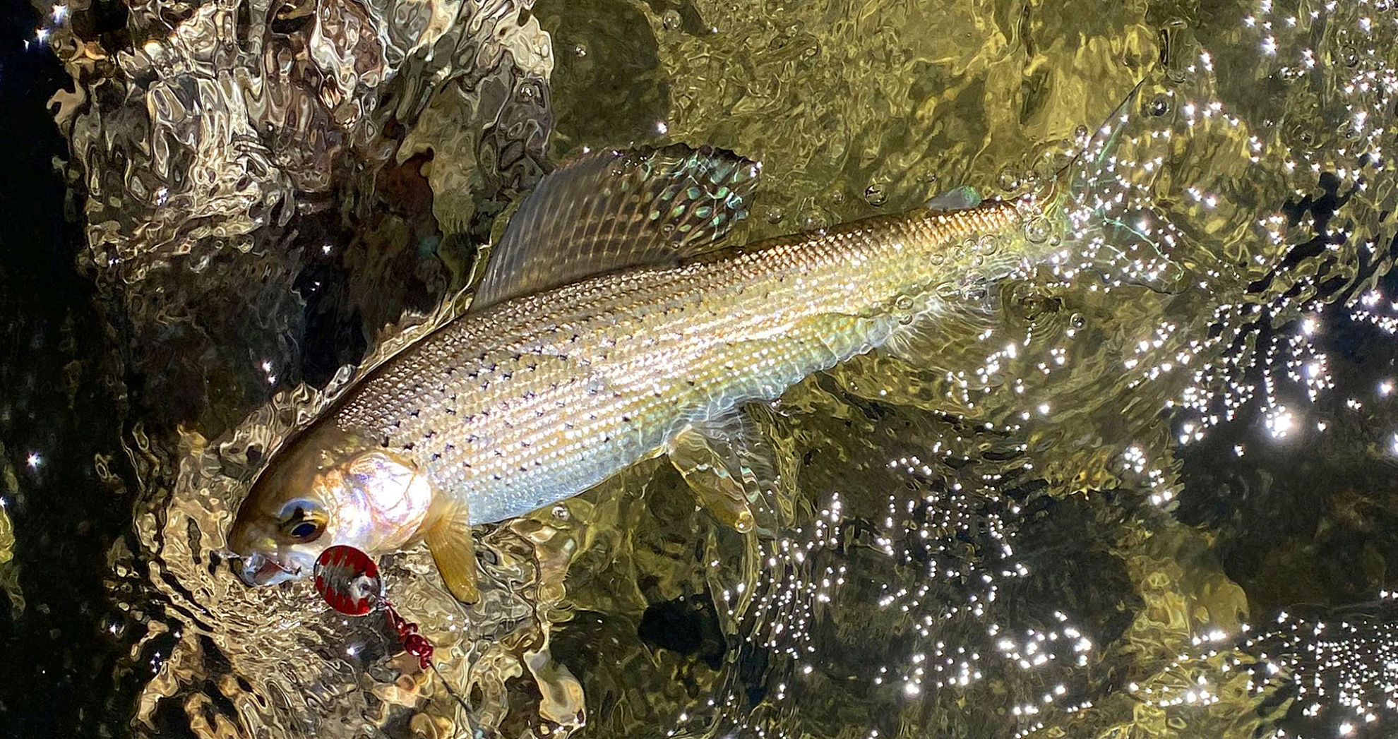 Arctic grayling
